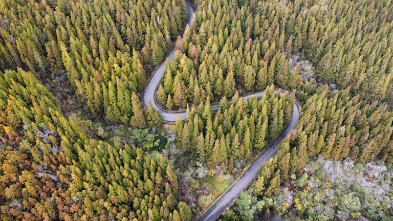 Bos met een zig-zag weg